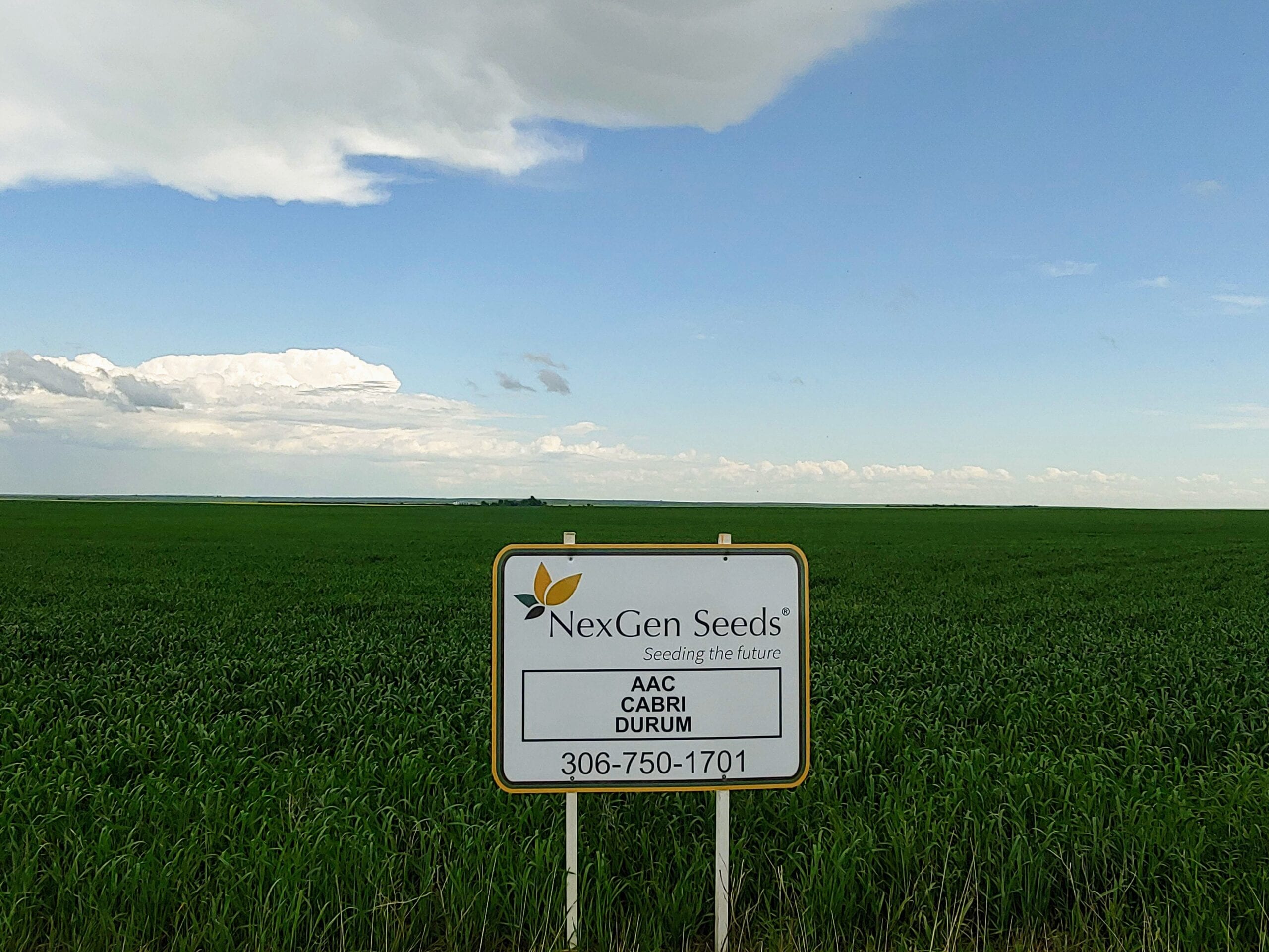 NexGen_CabriDurum
